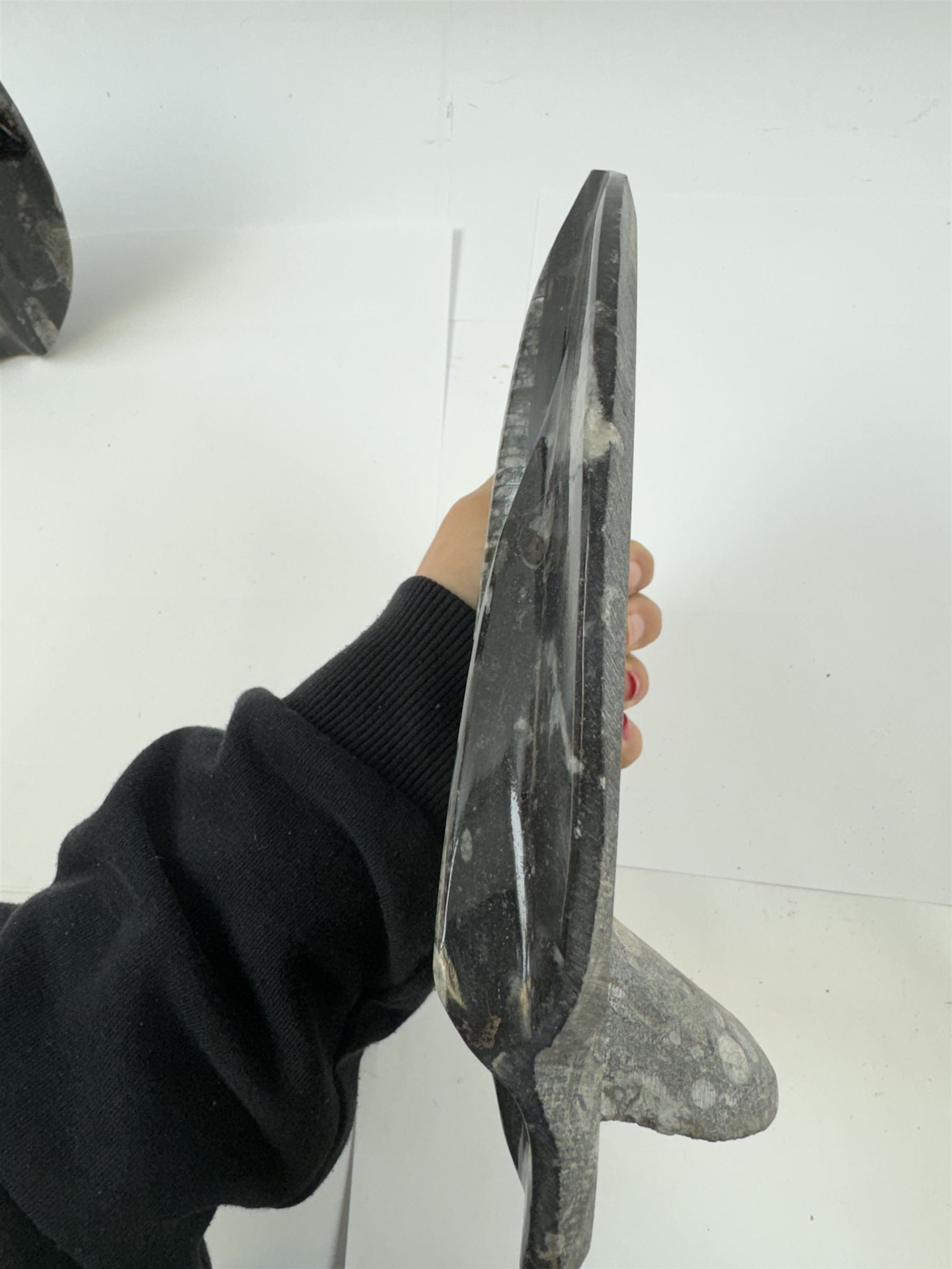 Pair of polish Orthoceras sculptures, age: Devonian period, location: Morocco, H23cm 