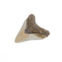 Megalodon (Otodus Megalodon) tooth fossil, with fine serrations, H11cm