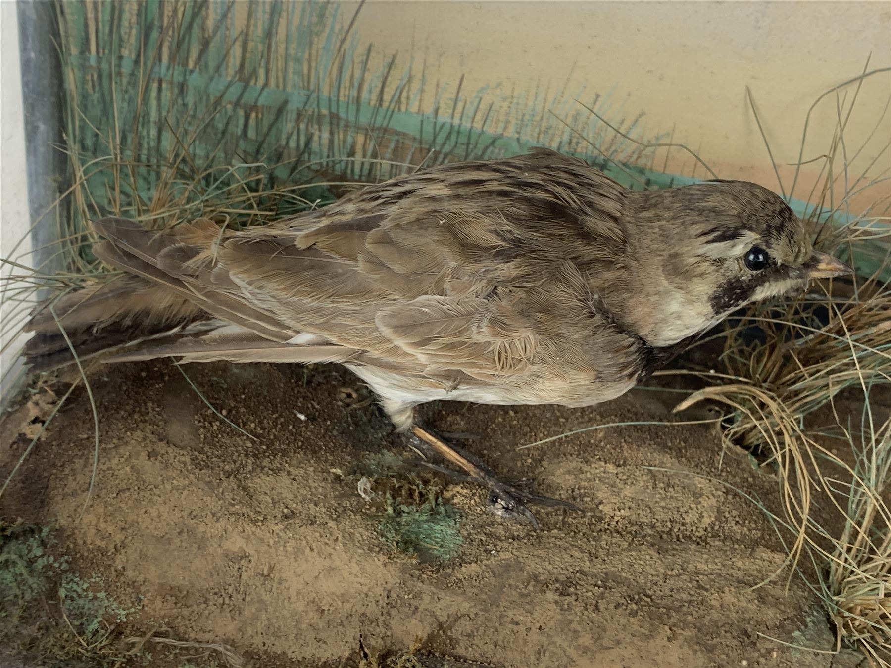 Taxidermy: Cased pair of shore larks (Eremophila alpestris), pair of male and female full mounts male and female, stood on rock work and set against a pale blue painted back board, in ebonised case. H26cm, W38cm, D13.5cm