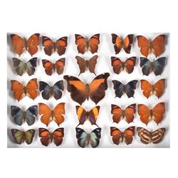 Entomology: Single glazed display of Satyridae butterflies from South America, circa 20th century, single glazed display containing twenty five various specimens of Satyridae, a subfamily of Nymphalidae, pinned upon foam backing, enclosed within a glazed ebonised display case, H28cm, L39cm