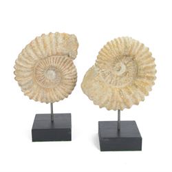 Pair of ammonite fossils, mounted upon a rectangular wooden base, age; Cretaceous period, ...