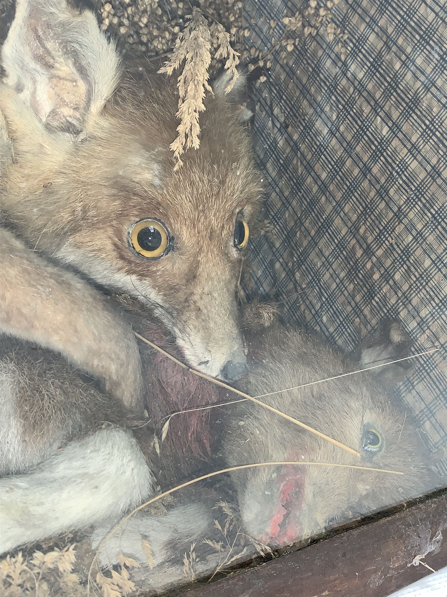 Taxidermy: Cased diorama Red Fox (Vulpes vulpes) with goat kit kill, full mount on a naturalistic ground, set against a patterned back board. H41cm, W61cm, D23.5cm