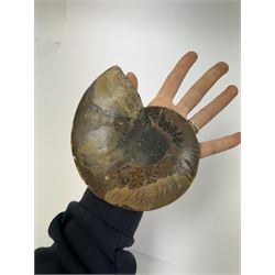 Pair of Cleoniceras ammonite fossil slices, with polished finish, age: Cretaceous period, location: Madagascar, D14cm