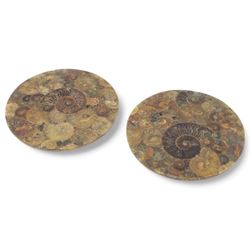 Pair of polished ammonite plate, formed of individual ammonites age; Jurassic period, D17cm