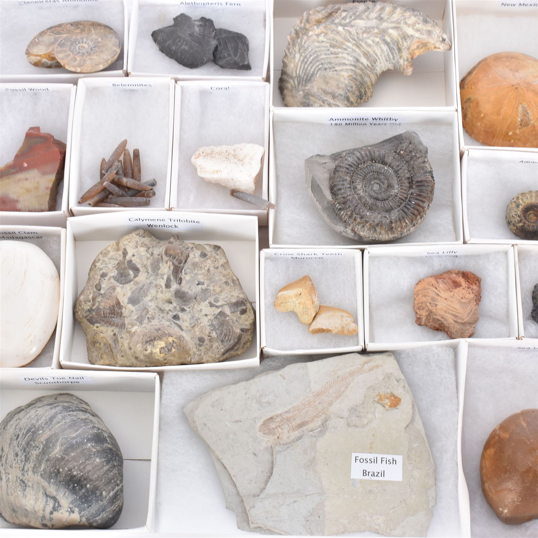 Collection of seventeen various fossils, including alethopteris fern, Whitby ammonite, crow shark teeth, sea lilly etc 