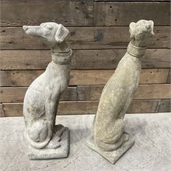 Pair of small cast stone seated Whippets with collars, on square plinths