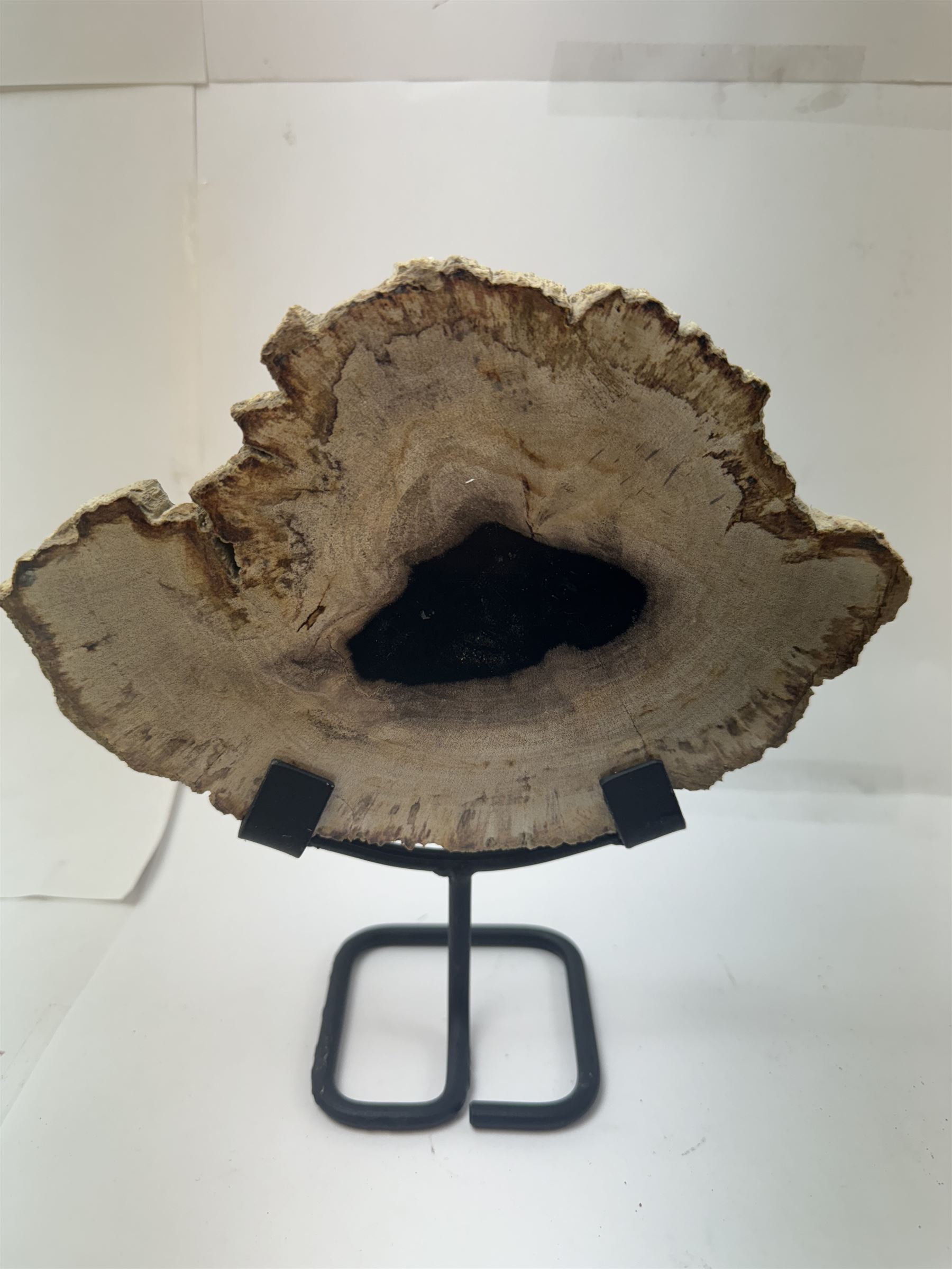 Pair of polished petrified wood slices, sliced in cross-section and polished to both sides, some growth rings still visible and a blackened centre, texture to edges, upon metal stands, H19cm