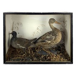 Taxidermy: Cased Moorhen (Gallinula chloropus) and female Mallard Duck (Anas platyrhynchos) and a cased group of British garden birds including Blue Tit, Coal Tit, Great Tit and Long Tailed Tit, both perched on naturalistic bases with painted back boards, in ebonised cases. H42cm, W56cm, D20cm and H46cm, W30cm, D12.5cm (2)