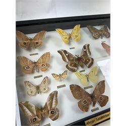 Entomology: Single glazed display of African Saturniidae (Emperors) moths, circa 20th century, single glazed display containing fourteen various specimens, some with attached data labels, all pinned upon foam backing and named labels, enclosed within a glazed ebonised display case, H39cm, L50cm