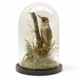 Taxidermy: European Green Woodpecker (Picus Viridis), full adult male mount upon a branch in a naturalistic setting, enclosed within a glass dome H39cm