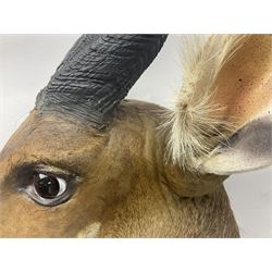 Taxidermy: Cape Bushbuck (Tragelaphus sylvaticus), an adult shoulder mount looking straight ahead, H80cm