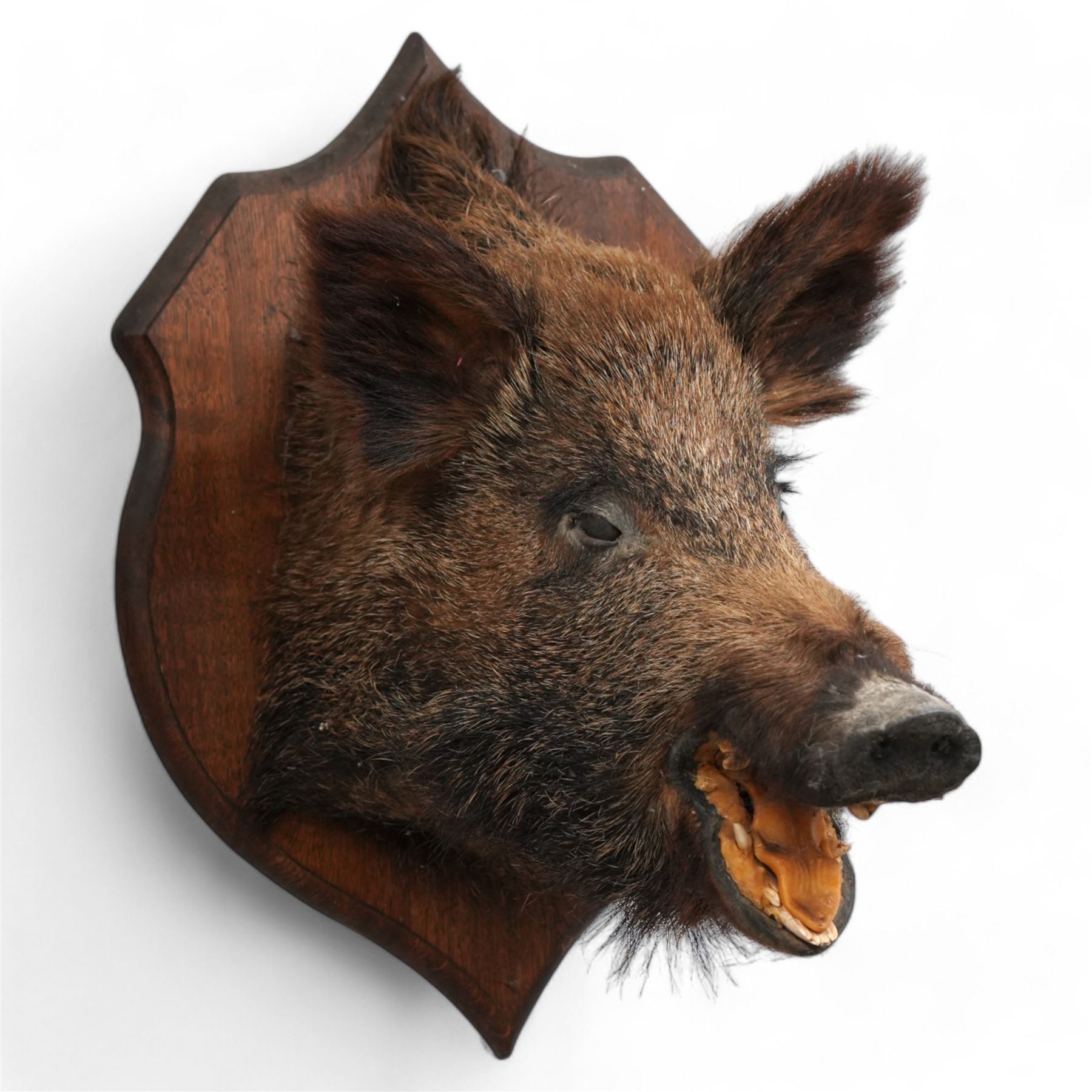 Taxidermy - Wild Boar (Sus Scrofa), adult female shoulder mount looking straight ahead upon an oak carved shield H60cm  