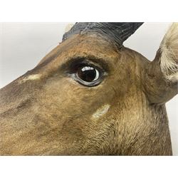 Taxidermy: Cape Bushbuck (Tragelaphus sylvaticus), an adult shoulder mount looking straight ahead, H80cm