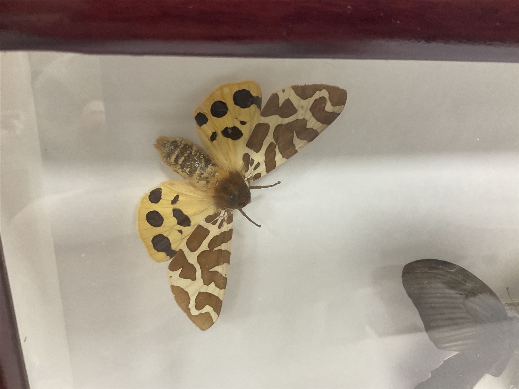 Entomology: Single glazed display of butterflies and moths, single glazed display containing twenty four specimens, including Papilip nireus, Papioio protenor, Morpho rhentenor, Vindula dejone etc, enclosed within a glazed entomology case, H50cm, W61cm