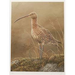 Robert E Fuller (British 1972-): Sandpiper, limited edition colour print signed and numbered 149/850 in pencil 32cm x 24cm