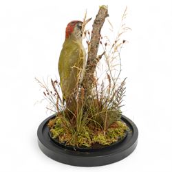 Taxidermy: European Green Woodpecker (Picus Viridis), full adult male mount upon a branch in a naturalistic setting, enclosed within a glass dome H39cm