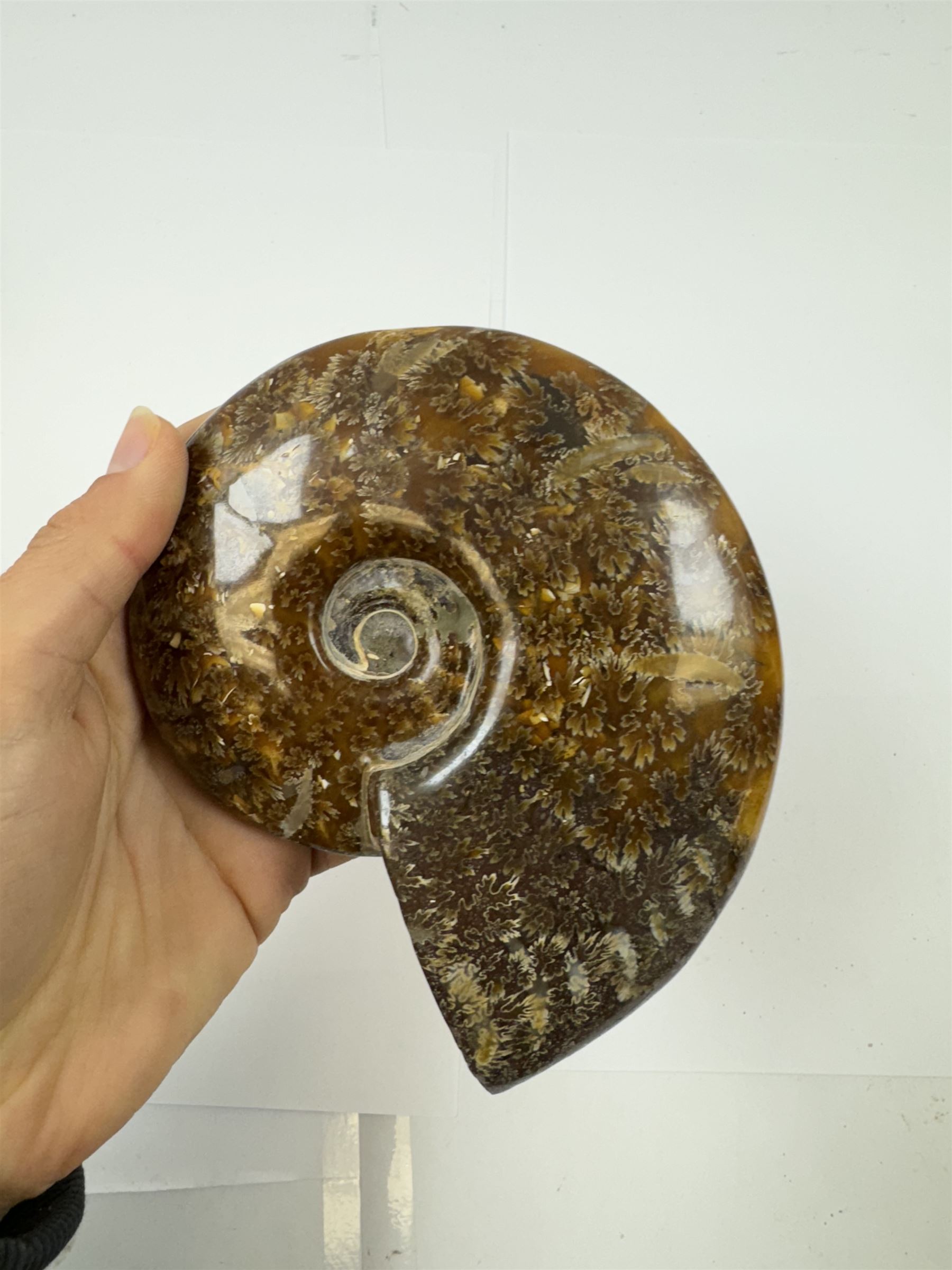 Two Cleoniceras ammonite fossils, with polished finish, age: Cretaceous period, location: Madagascar, D14cm