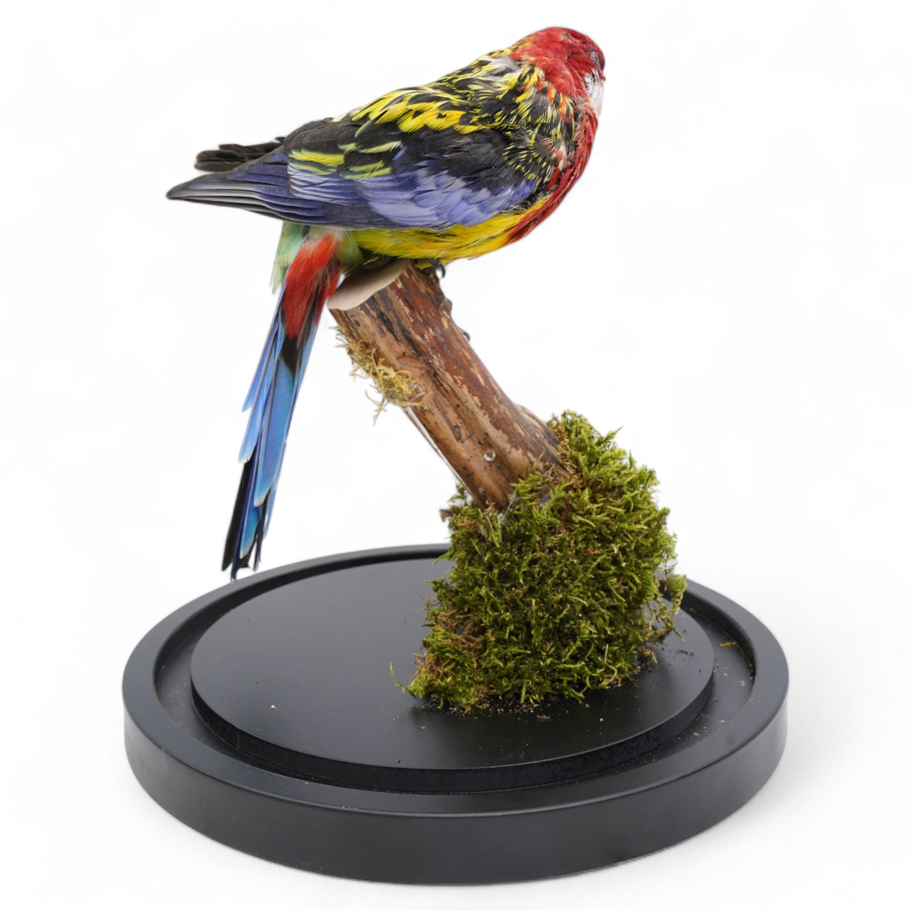 Taxidermy - Eastern Rosella (Platycercus Eximius), full adult mount upon branch in naturalistic setting, enclosed within glass dome H40cm 