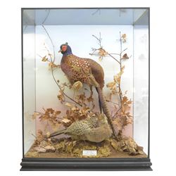 Taxidermy: Cased pair of Ring-necked Pheasants (Phasianus colchicus), pair of full adults ...