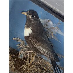 Taxidermy: Cased Ring Ouzel (Turdus torquatus) and a cased Eurasian jay (Garrulus glandarius), both full mounts perched on naturalistic grounds and set against a pale blue painted back board, in ebonised cases. H29cm, W27.5cm, D11.5cm and H41.5cm, W34.5cm, D16cm (2)