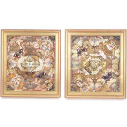 Entomology: pair of framed Victorian displays, each display containing a variety of World ...