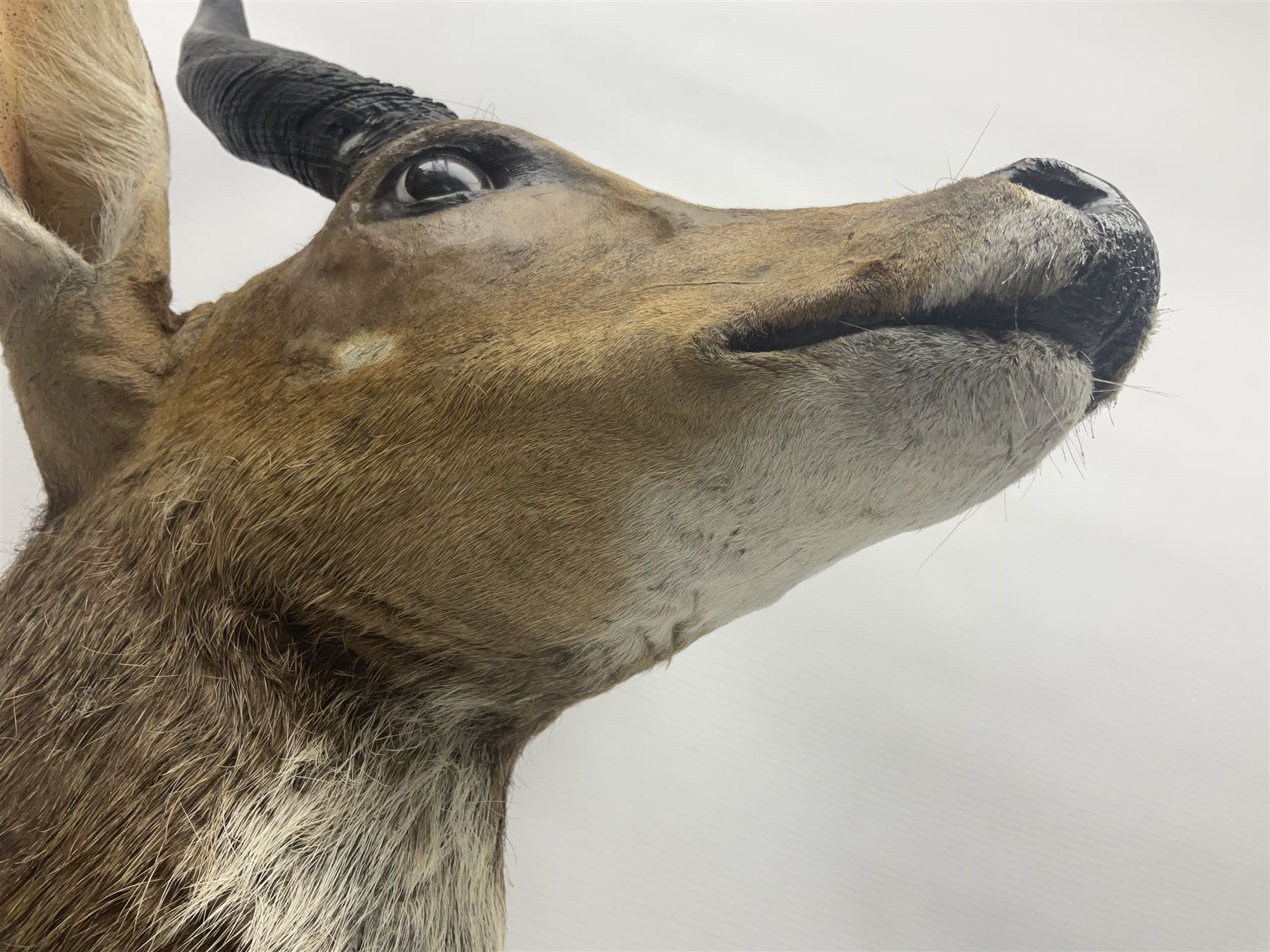 Taxidermy: Cape Bushbuck (Tragelaphus sylvaticus), an adult shoulder mount looking straight ahead, H80cm