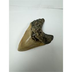 Large Megalodon (Otodus Megalodon) tooth fossil, with fine serrations, age; Miocene period location; Java, Indonisia, H13cm, W9cm 
Notes; Believed to have grown as large as 18 metres, the Megalodon was the largest shark and one of the most dominant marine predators ever to have existed. It roamed the ancient seas for around 20 million years until their extinction around 3.6 million years ago. Megalodon teeth vary in colour and ton. influenced and coloured over the millennia by the conditions in which they are preserved