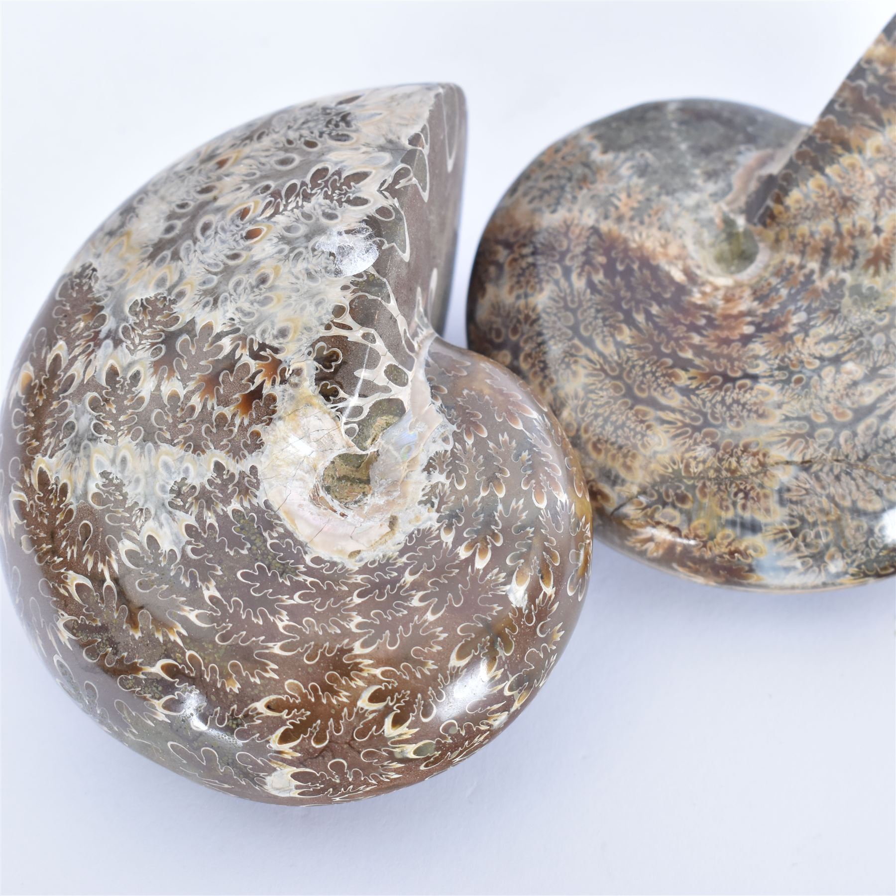 Two Cleoniceras ammonite fossils, with polished finish, age: Cretaceous period, location: Madagascar, D8cm