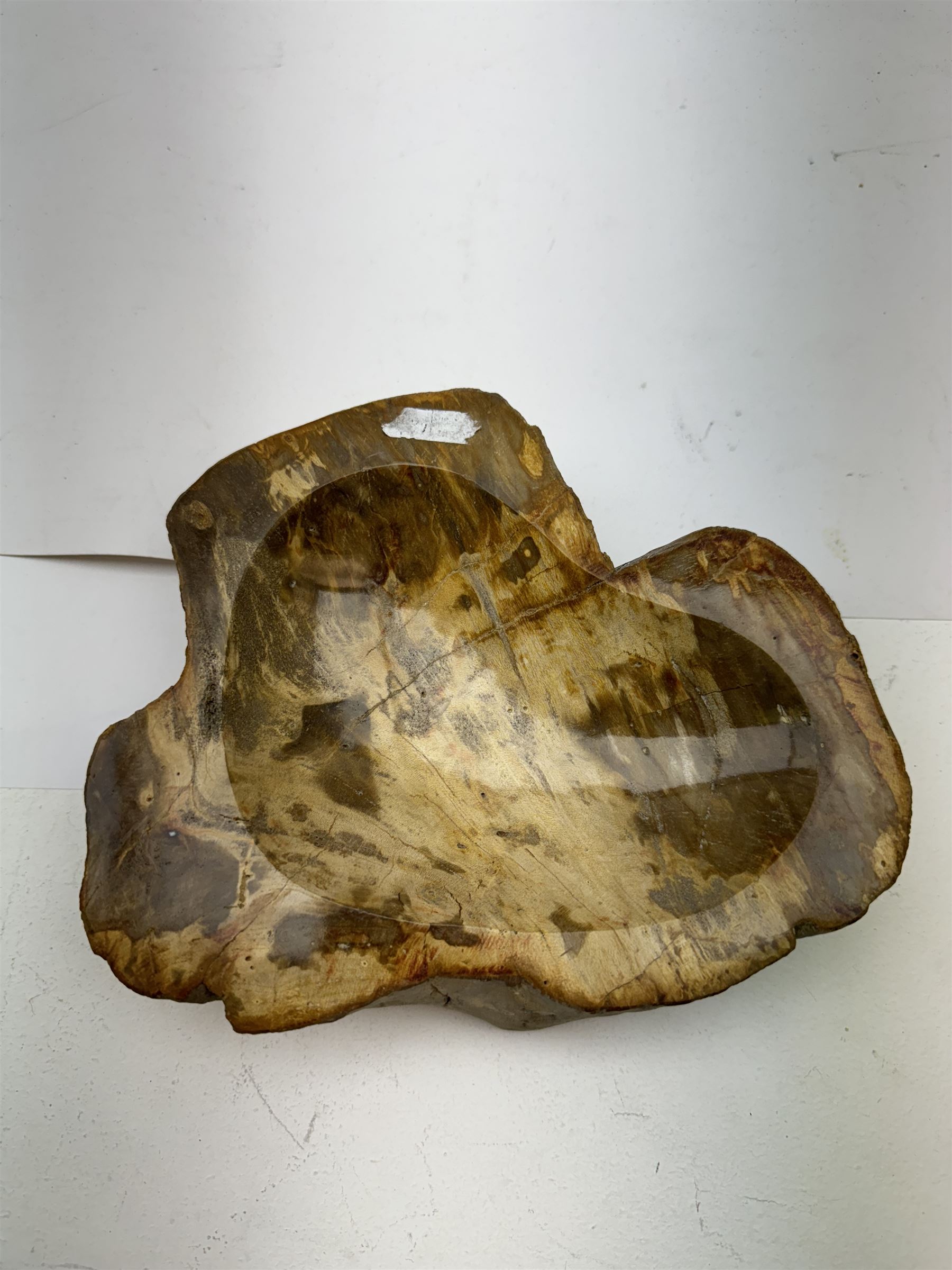 Polished petrified wood dish, some growth rings still visible, texture to edge, H5cm L24cm