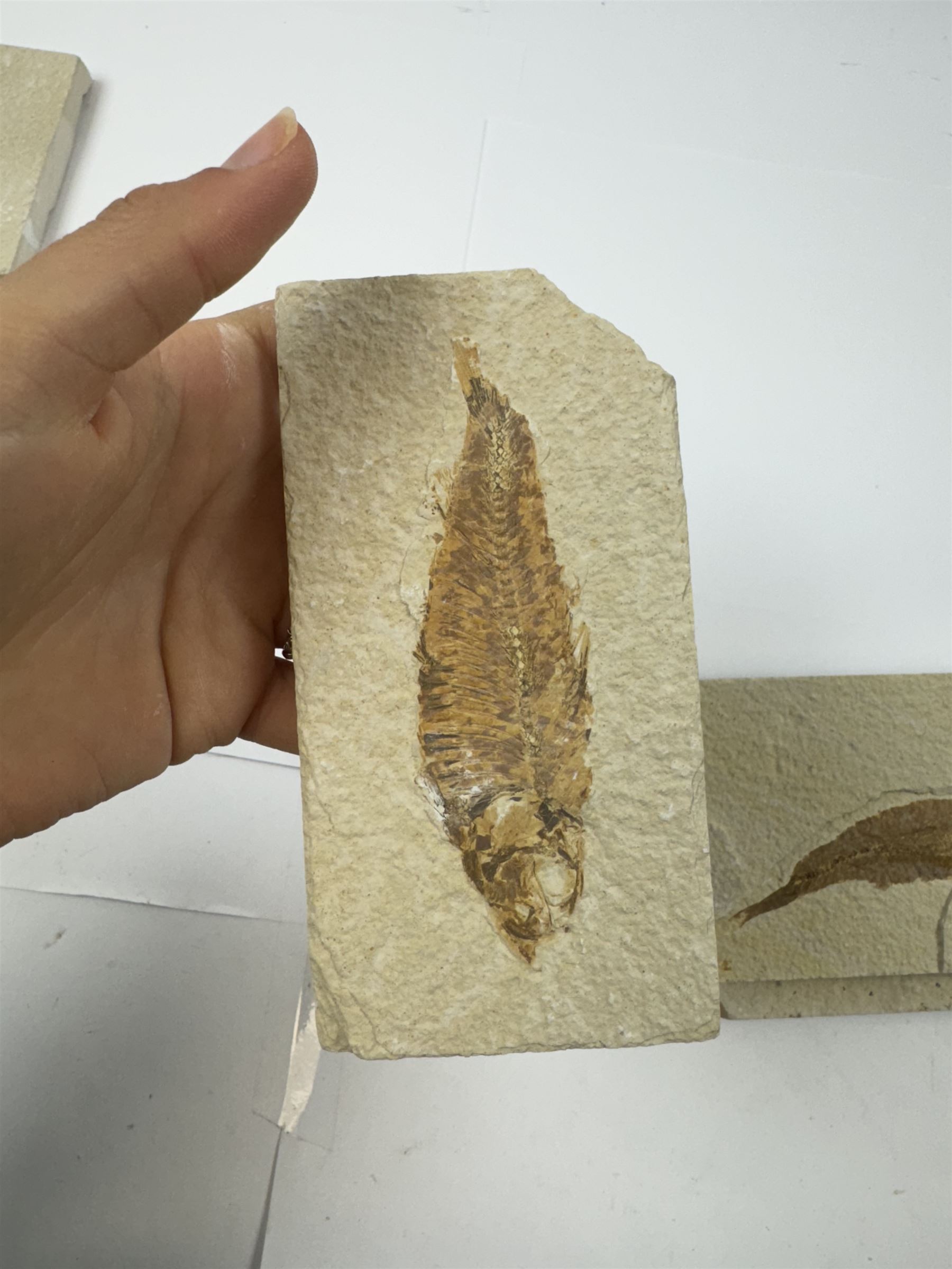 Four fossilised fish (Knightia alta) each in an individual matrix; Eocene period, location; Green River Formation, Wyoming, USA, largest H10cm, W15cm