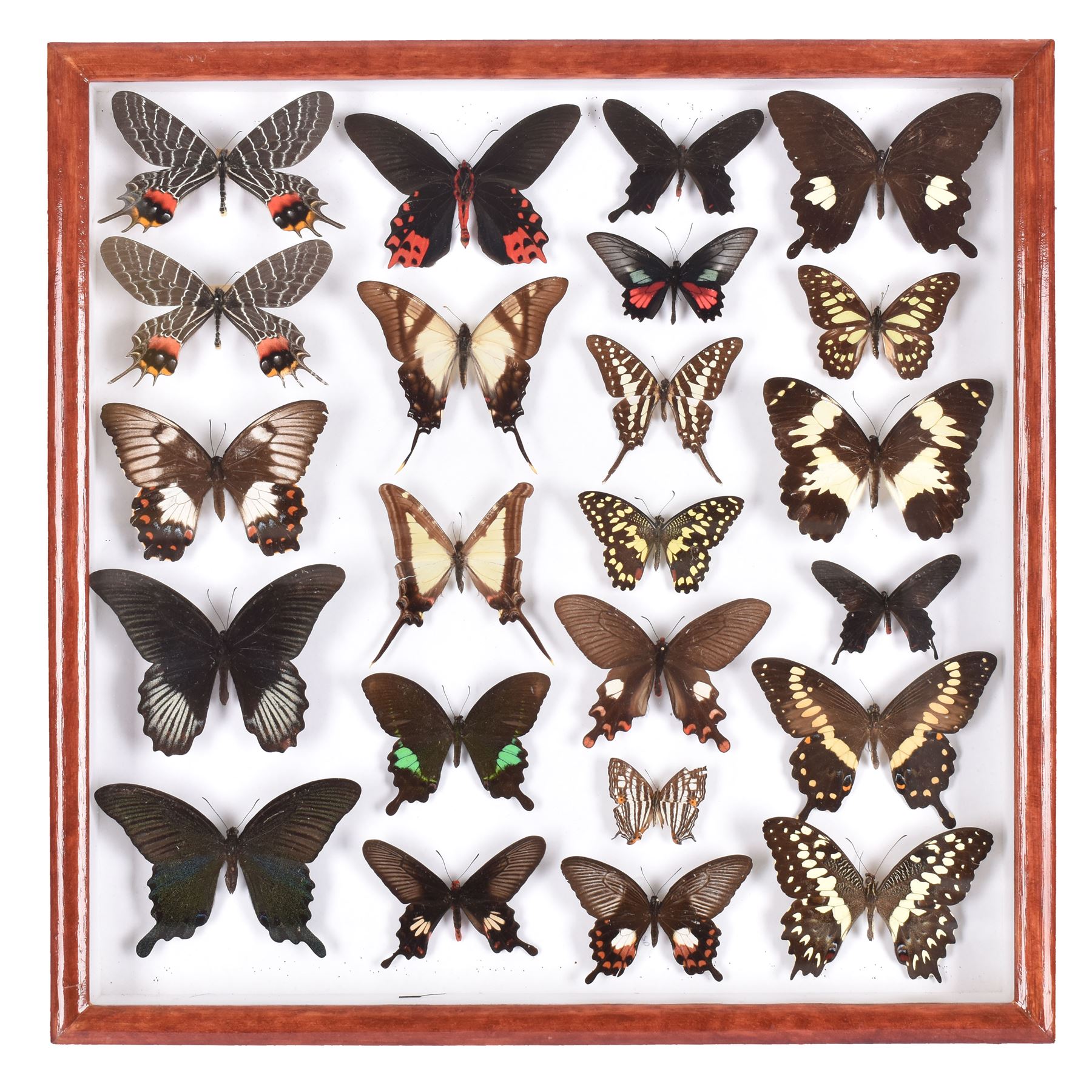 Entomology: Single glazed display of butterflies, circa 20th century, single glazed display containing twenty three various specimens, some with attached data labels, all pinned upon foam backing and named labels, enclosed within a glazed entomology drawer, H46cm, W46cm