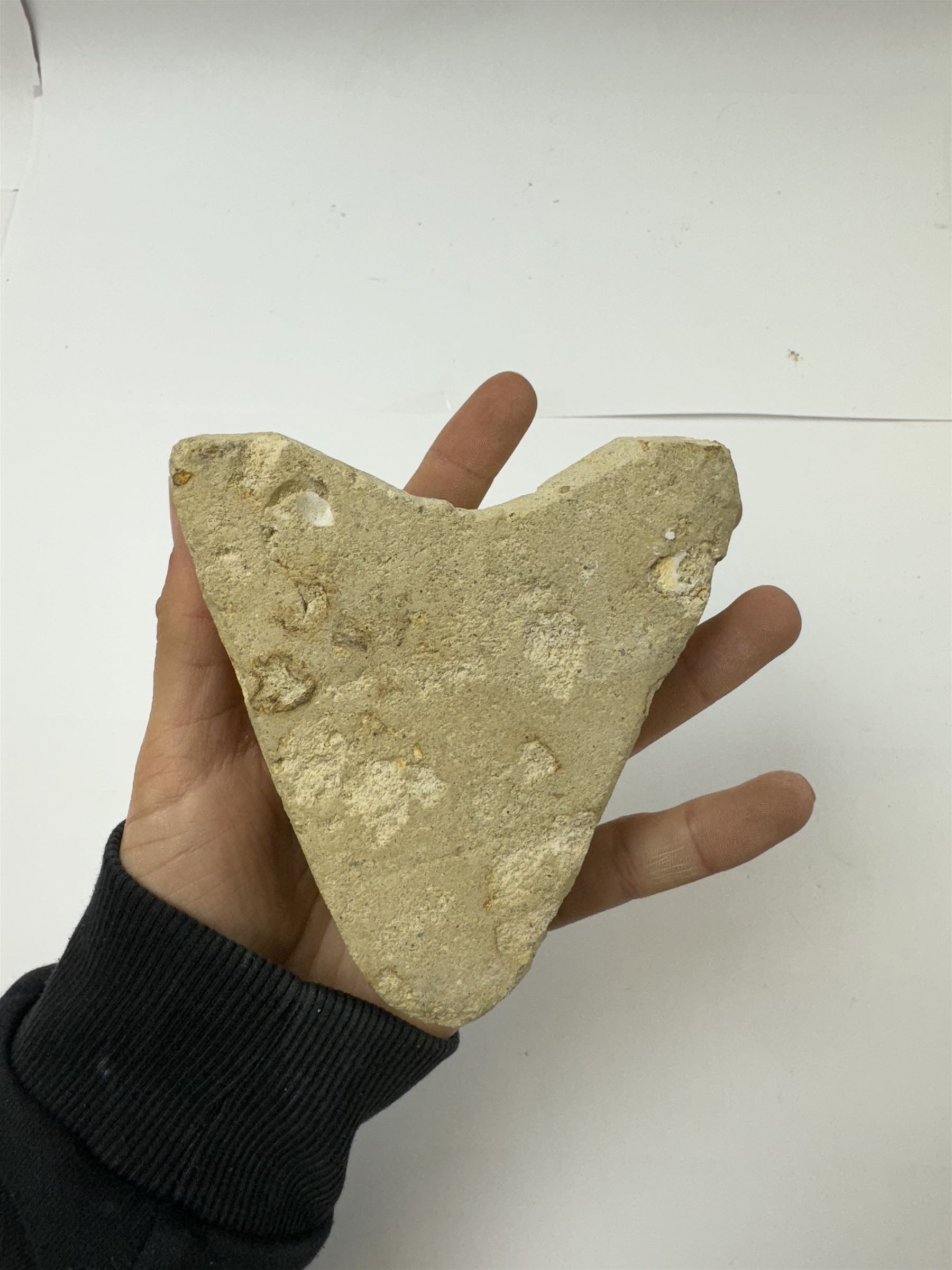 Large Megalodon (Otodus Megalodon) tooth fossil, with fine serrations in a matrix, age; Miocene period location; Java, Indonisia, H10cm, W11cm 
Notes; Believed to have grown as large as 18 metres, the Megalodon was the largest shark and one of the most dominant marine predators ever to have existed. It roamed the ancient seas for around 20 million years until their extinction around 3.6 million years ago. Megalodon teeth vary in colour and ton. influenced and coloured over the millennia by the conditions in which they are preserved