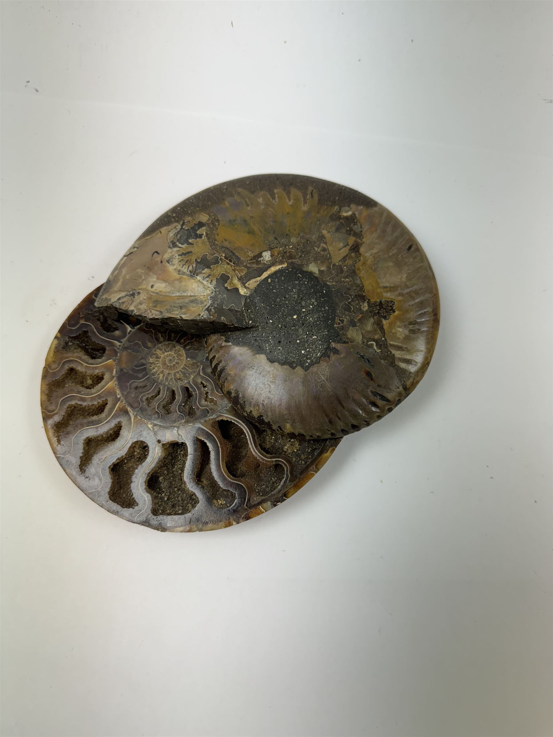 Pair of Cleoniceras ammonite fossil slices, with polished finish, age: Cretaceous period, location: Madagascar, D14cm