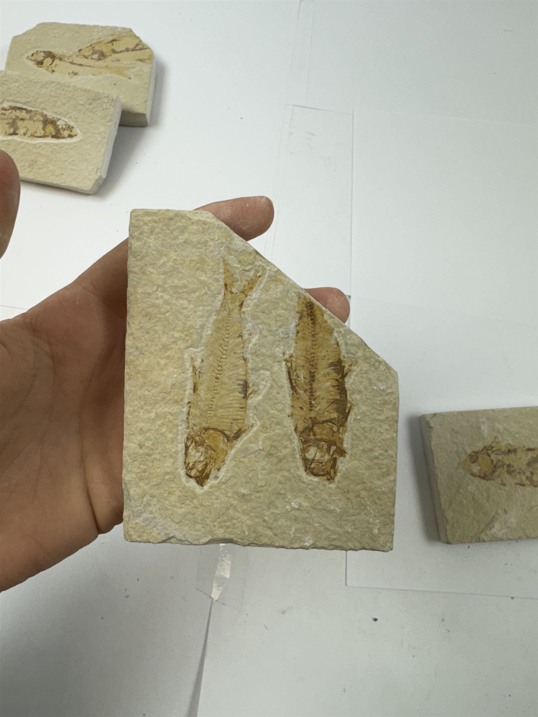 Six fossilised fish (Knightia alta) in four matrix; Eocene period, location; Green River Formation, Wyoming, USA, largest H9cm, W10cm