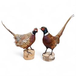 Taxidermy: Pair Common Ring-necked Pheasant (Phasianus colchicus), two full adult male mou...