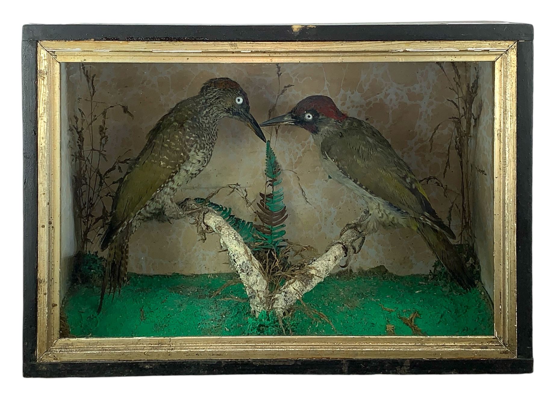 Taxidermy: Cased pair of green woodpeckers, Picus viridis and a single green woodpecker, full mounts on naturalistic branch bases with painted back boards, in ebonised cases. H31cm, W45cm, D17.5cm and H36cm, W28cm, D13.5cm (2)