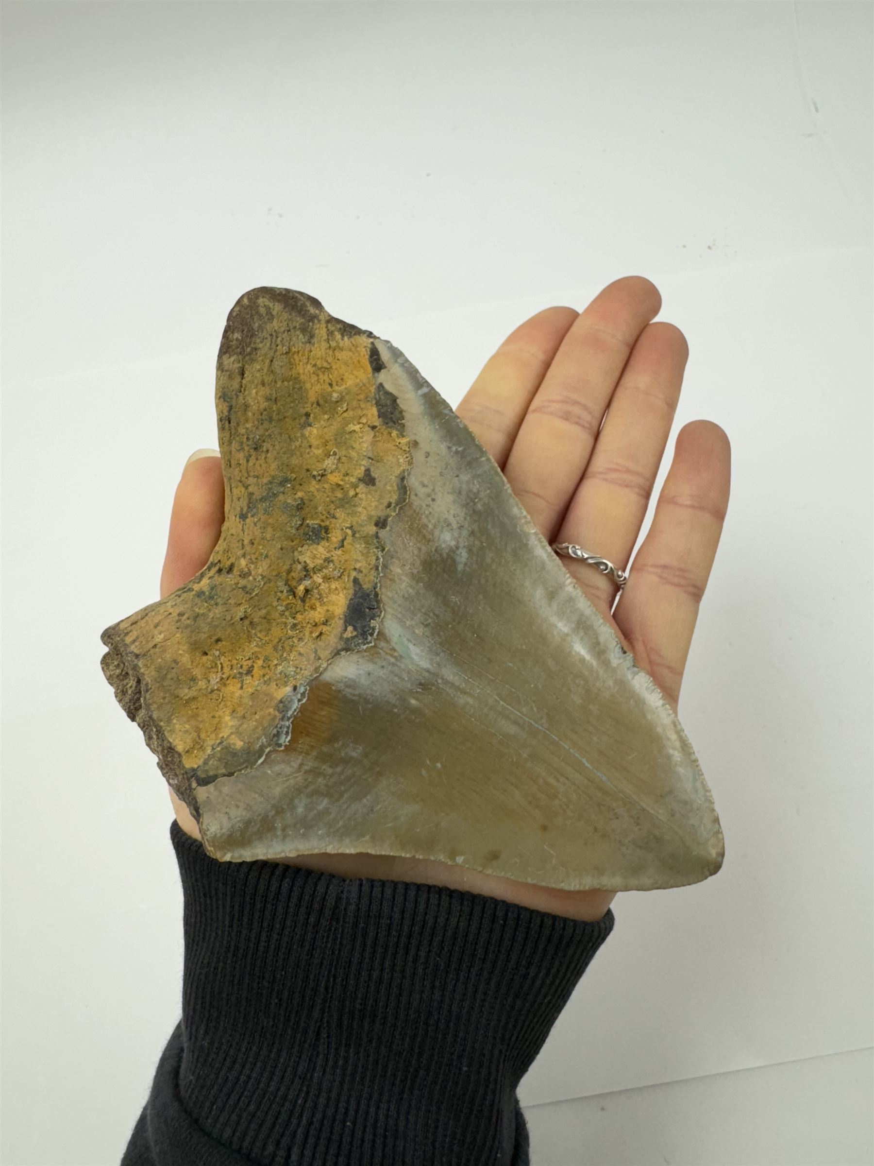 Large Megalodon (Otodus Megalodon) tooth fossil, with fine serrations age; Miocene period location; Java, Indonisia, H11.5cm, W9cm Notes; Believed to have grown as large as 18 metres, the Megalodon was the largest shark and one of the most dominant marine predators ever to have existed. It roamed the ancient seas for around 20 million years until their extinction around 3.6 million years ago. Megalodon teeth vary in colour and ton. influenced and coloured over the millennia by the conditions in which they are preserved