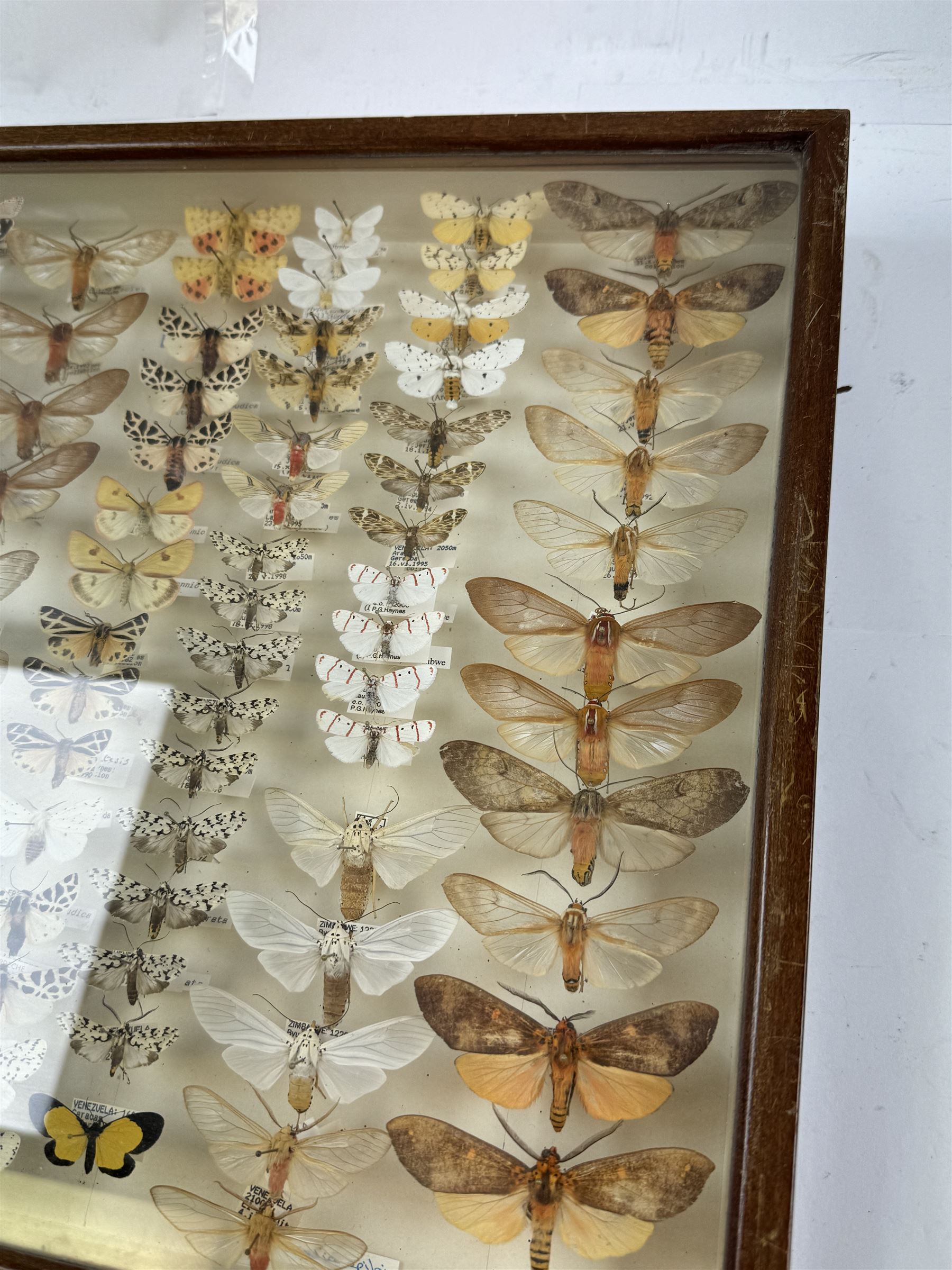 Entomology: Single glazed display of moths, circa 20th century, single glazed display containing one hundred and twenty two various specimens, mainly Arctidae (Tiger) moths, with attached data labels, all pinned upon foam backing and named labels, enclosed within a glazed entomology drawer,  H35cm, L45cm