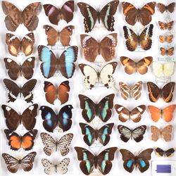 Entomology: Single glazed display of butterflies, circa 20th century, single glazed display containing thirty six various specimens, some with attached data labels, all pinned upon foam backing and named labels, enclosed within a glazed entomology drawer, H46cm, W46cm