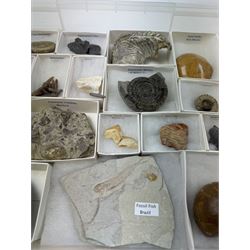 Collection of seventeen various fossils, including alethopteris fern, Whitby ammonite, crow shark teeth, sea lilly etc 