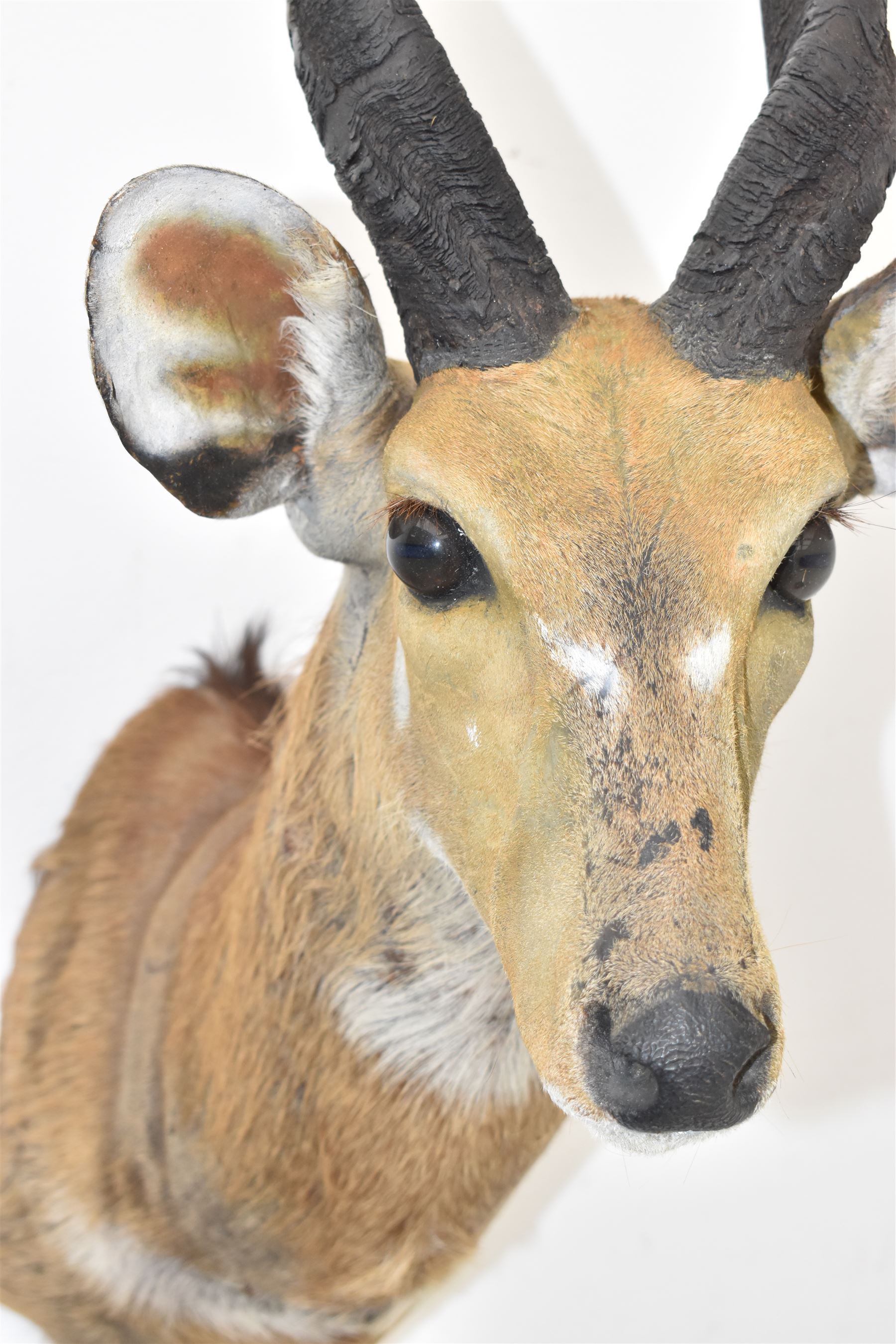 Taxidermy: Cape Bushbuck (Tragelaphus sylvaticus), an adult shoulder mount looking straight ahead, H78cm