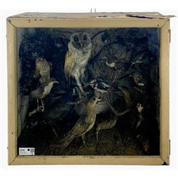 Taxidermy: Late 19th/early 20th century cased display of British and exotic birds, including Barn Owl, Common Woodpecker, White Throated Dipper, Kingfisher, Finches, Humming birds, etc, full mounts perched on branches, in a hinged display case. H61cm, W66cm, D25cm