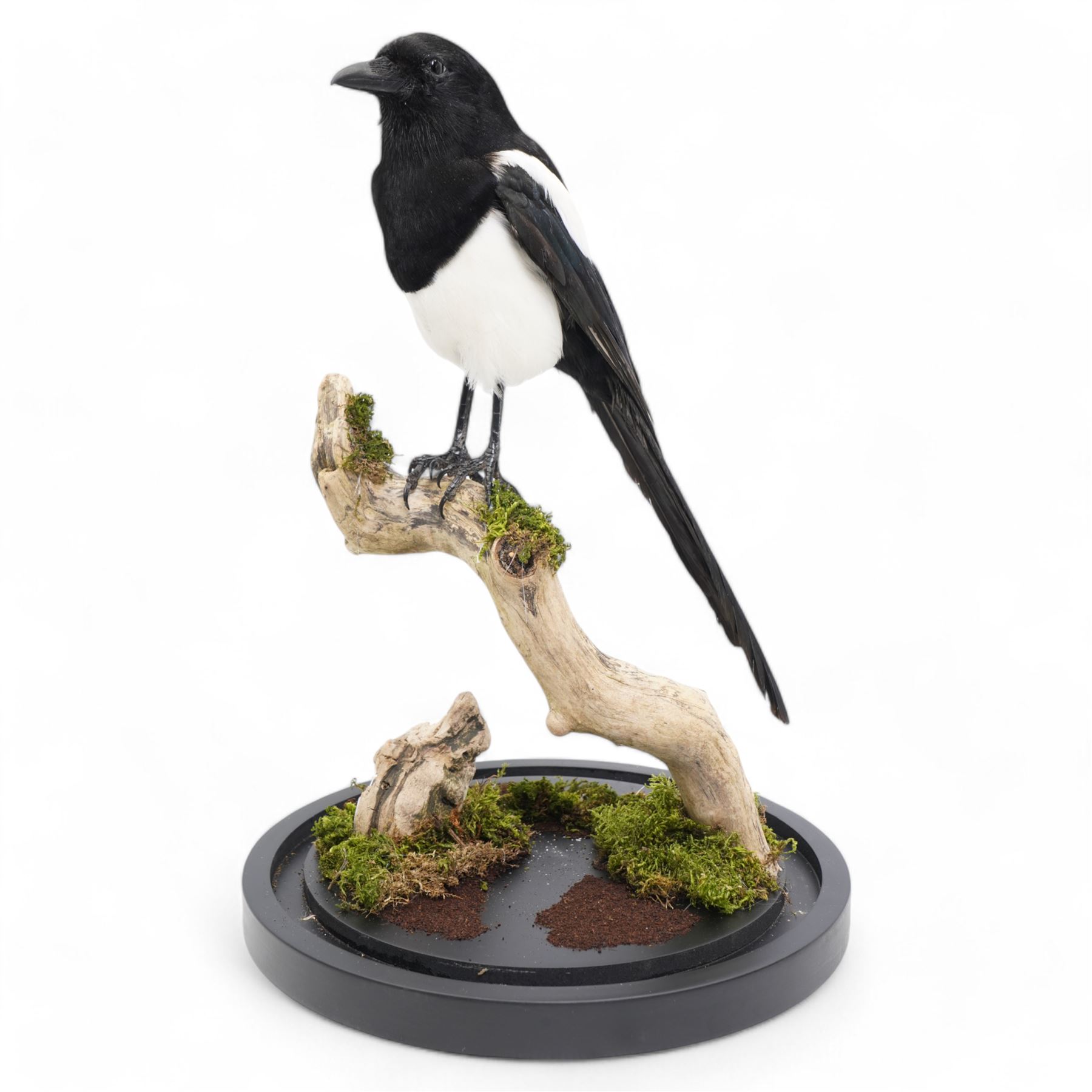 Taxidermy - Magpie (Pica Pica), full adult mount upon a branch in a naturalistic setting, enclosed within glass dome H52cm