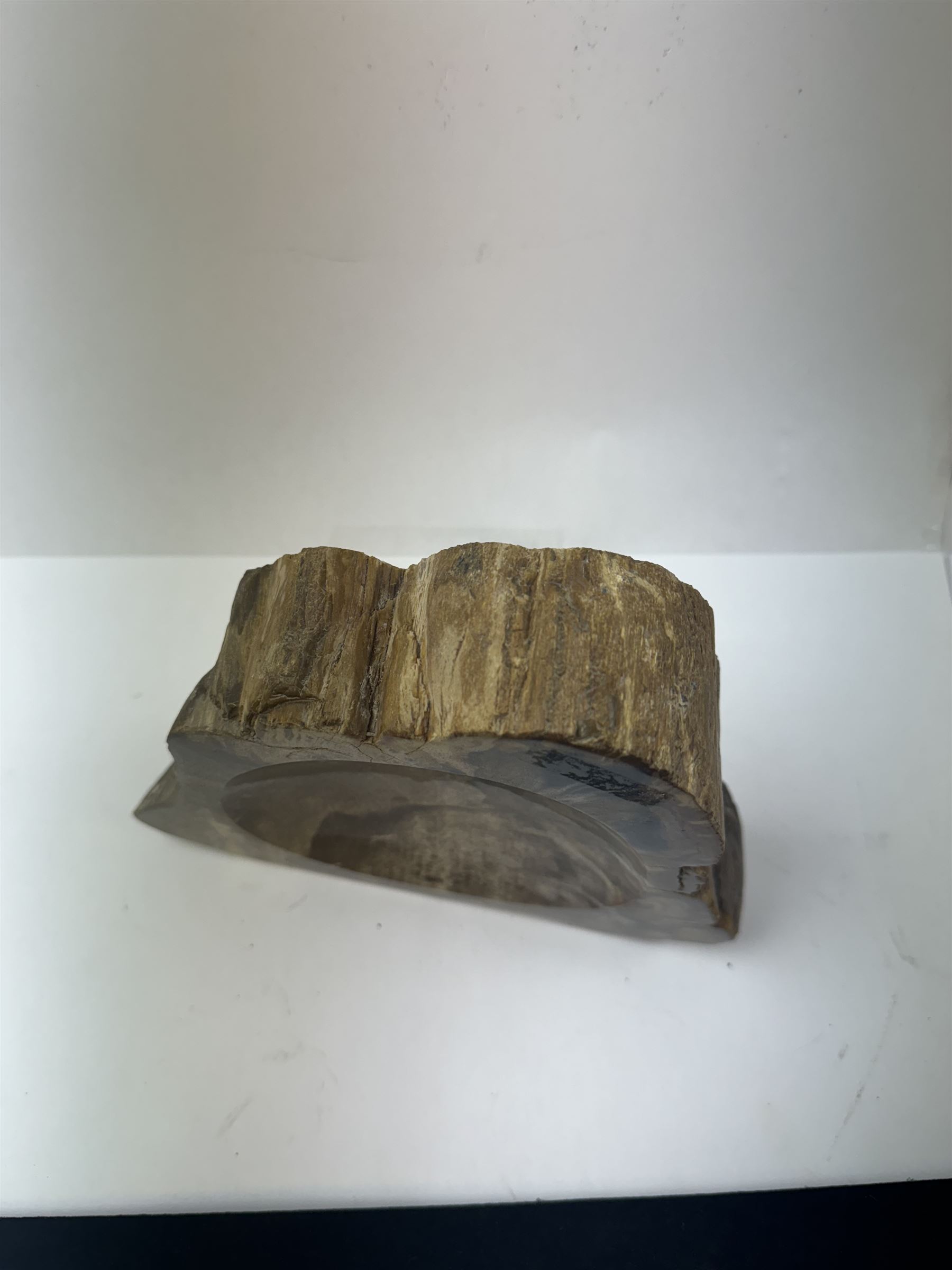 Polished petrified wood dish, some growth rings still visible, texture to edge, H5cm