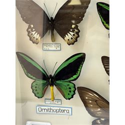 Entomology: Single glazed display of Birdwing (Ornithoptera) butterflies, circa 20th century, single glazed display containing seven various specimens, including Cape York birdwing (Ornithoptera priamus), Rothschild's birdwing (ornithoptera rothschildi), some with attached data labels and name labels, all pinned upon foam backing, enclosed within a glazed entomology drawer, makers label to verso 'Product of J.J Hill & Son, London N.W.10', H45cm, L35cm