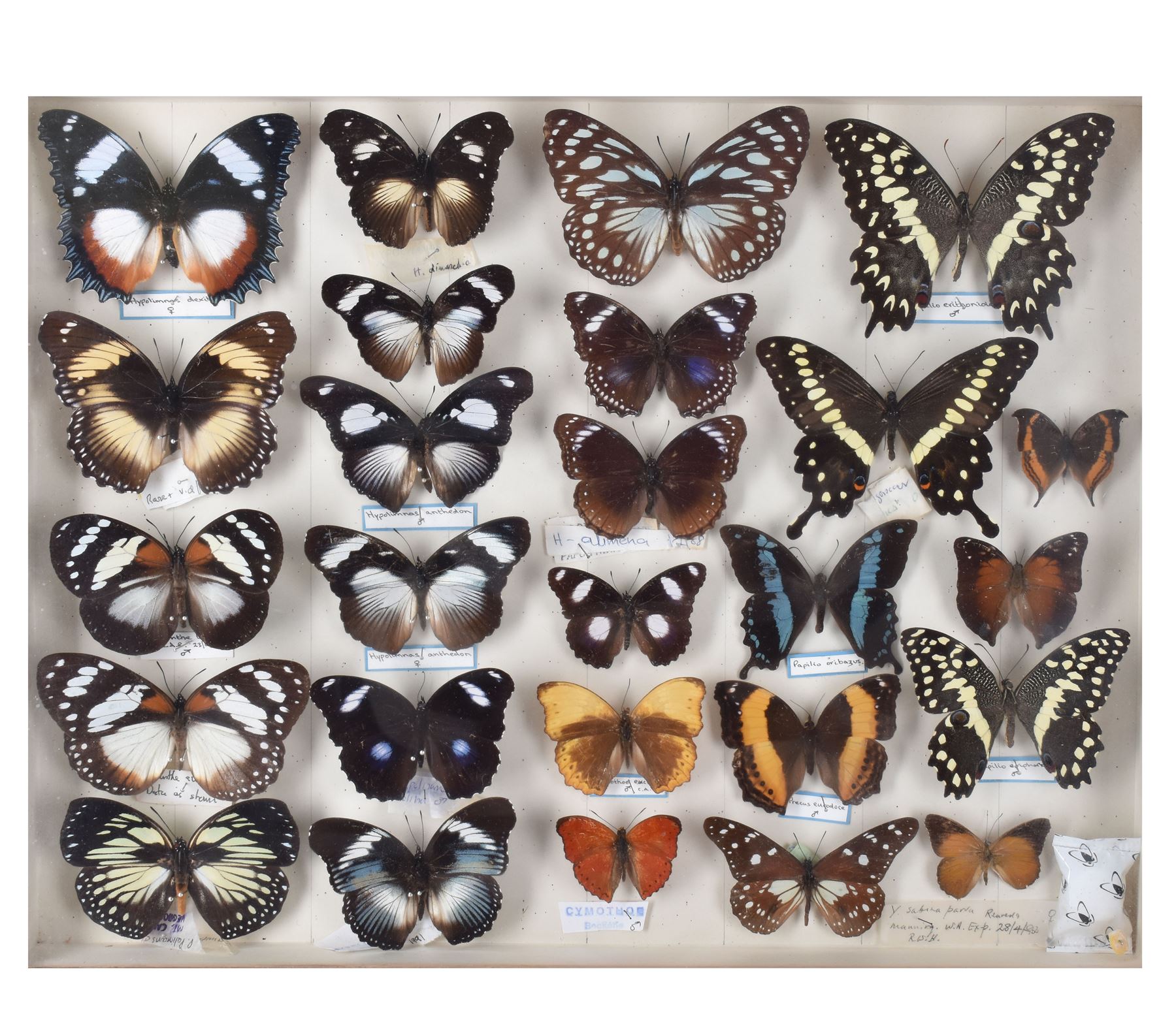 Entomology: Single glazed display of African butterflies, circa 20th century, single glazed display containing twenty six various specimens, many with attached data labels and name labels, all pinned upon foam backing, enclosed within a glazed entomology drawer, makers label to verso 'Product of J.J Hill & Son, London N.W.10' H35cm, L45cm