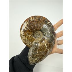 Two Cleoniceras ammonite fossils, with polished finish, age: Cretaceous period, location: Madagascar, D14cm