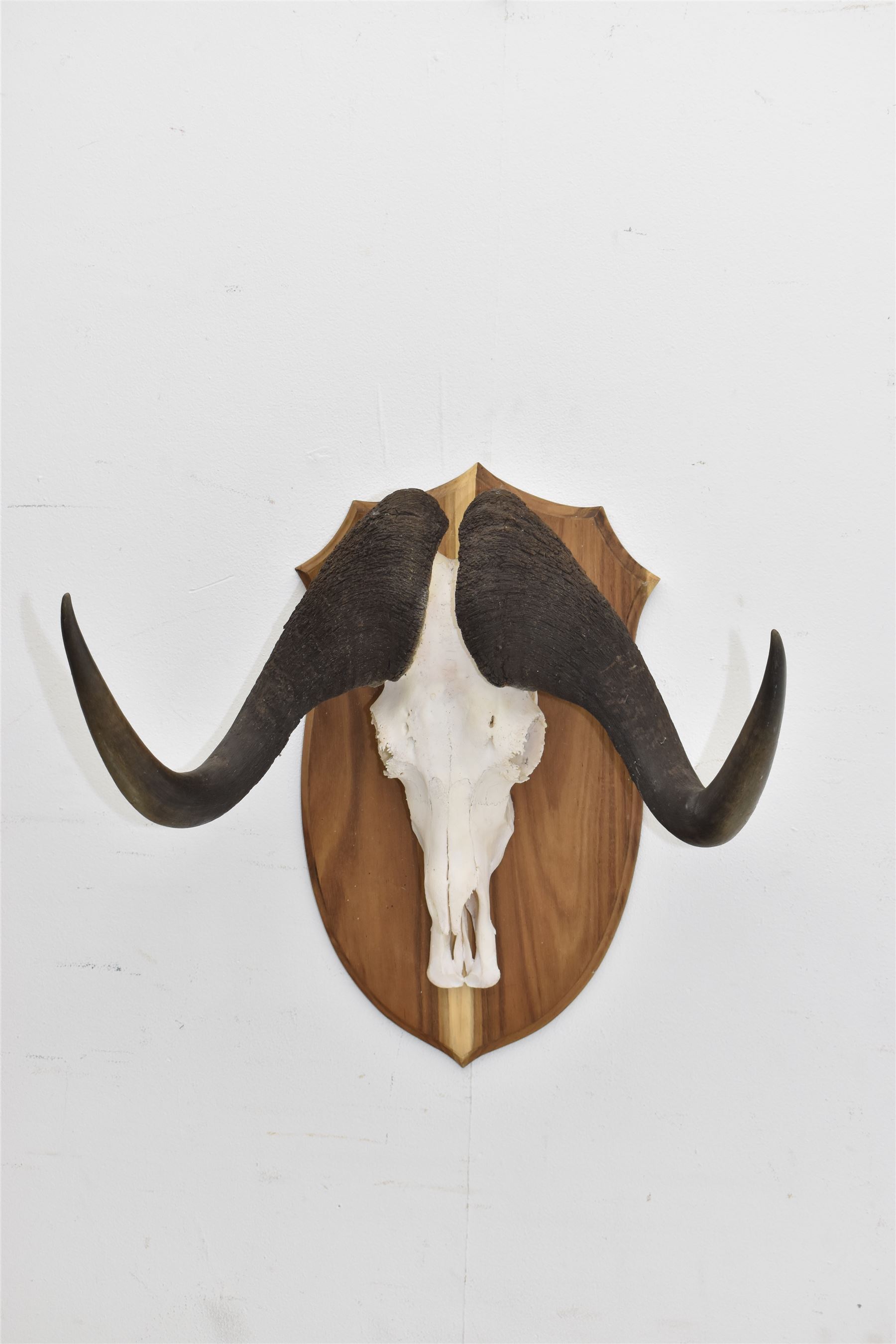 Antlers/Horns: Cape Buffalo skull and horns(Syncerus caffer caffer), mounted upon a wooden shield