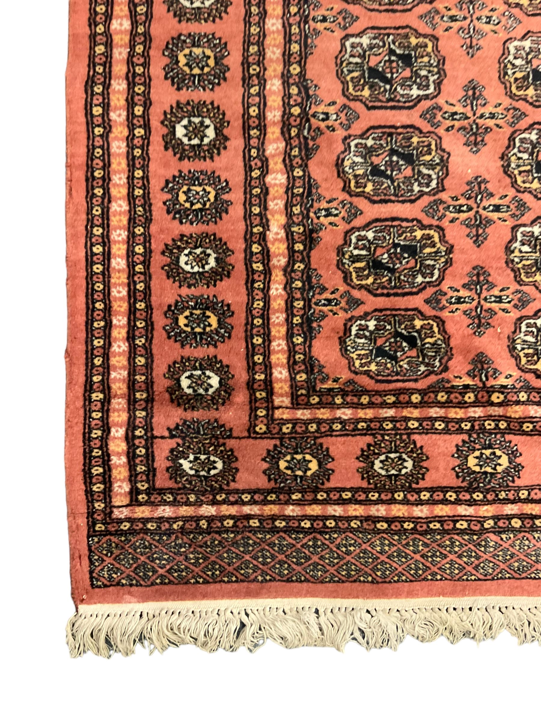 Tekke Bokhara peach ground rug, decorated with two rows of Gul motifs, repeating borders decorated with stylised plant motifs