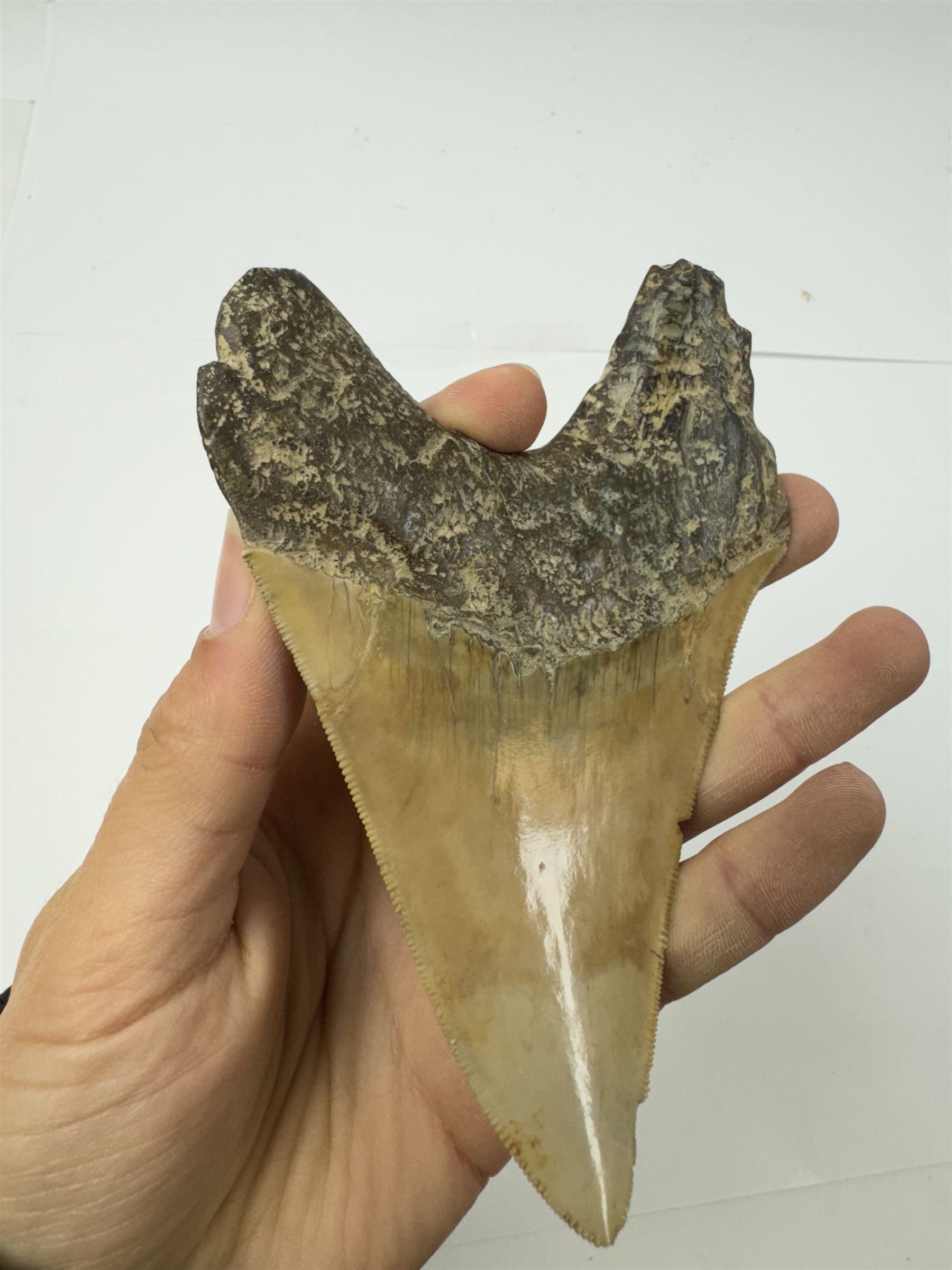 Large Megalodon (Otodus Megalodon) tooth fossil, with fine serrations, age; Miocene period location; Java, Indonisia, H13cm, W9cm 
Notes; Believed to have grown as large as 18 metres, the Megalodon was the largest shark and one of the most dominant marine predators ever to have existed. It roamed the ancient seas for around 20 million years until their extinction around 3.6 million years ago. Megalodon teeth vary in colour and ton. influenced and coloured over the millennia by the conditions in which they are preserved